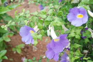 July 08 2010
