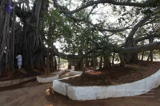 Banyan Tree
