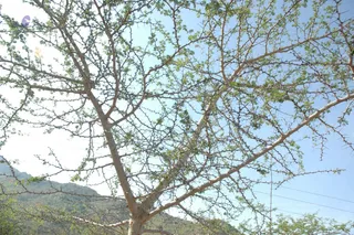 1978 - Tiruvannamalai - InnerGirivala
