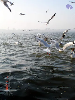 20060108 DSC00019 CMP WM 11.jpg