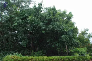 July 11 2010