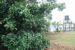 July 11 2010