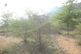 1978 - Tiruvannamalai - InnerGirivala