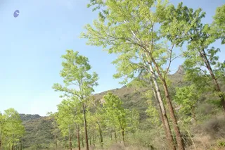 1978 - Tiruvannamalai - InnerGirivala