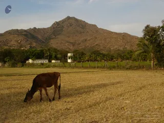 1978 - Tiruvannamalai