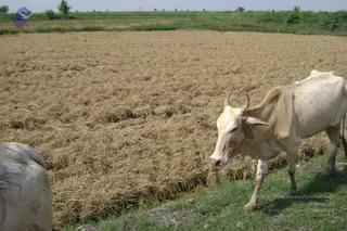 September 2006 - Sindhanur flood relief