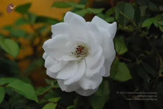 July 07 2008