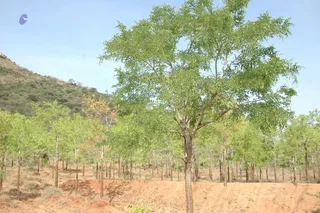 1978 - Tiruvannamalai - InnerGirivala