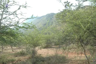 1978 - Tiruvannamalai - InnerGirivala