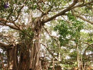 2004 - First Sannyas Deeksha At AdiKailaasa
