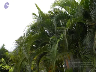 January 09 2010