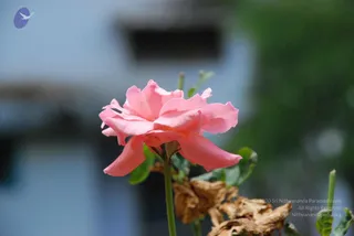 July 10 2008