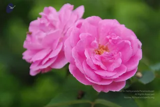 July 08 2010