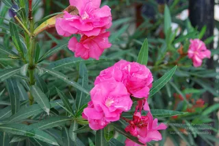 July 07 2010