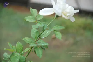 July 09 2009