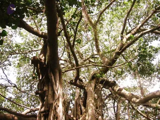 2004 - First Sannyas Deeksha At AdiKailaasa