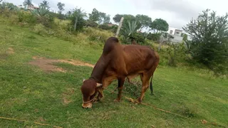 KAILASA Hosur 1 AUGUST 2021