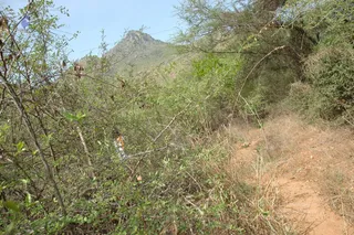 1978 - Tiruvannamalai - InnerGirivala