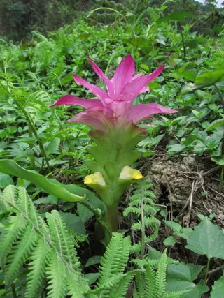 KAILASA-LATIN-AMERICA-2021-06-30-1YBSK0kpGvE06Kj5h82K fW2IHTTiZPk-.jpg