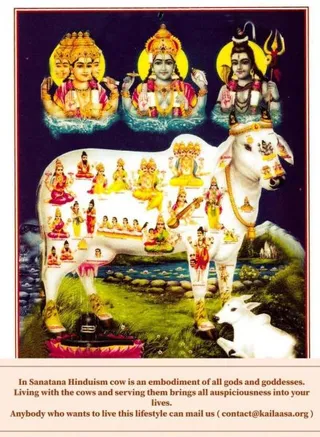 GAUMATA.jpg