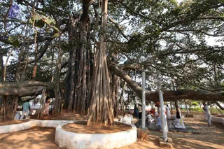 Banyan Tree