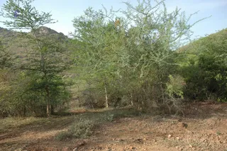 1978 - Tiruvannamalai - InnerGirivala