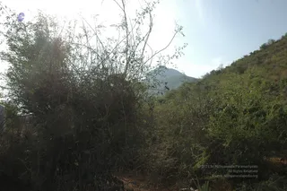 1978 - Tiruvannamalai - InnerGirivala