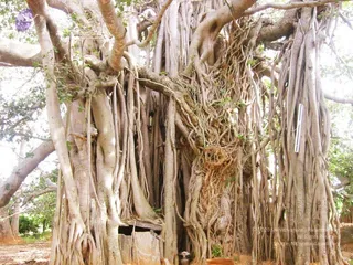 2004 - First Sannyas Deeksha At AdiKailaasa