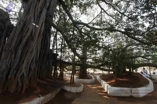 Banyan Tree