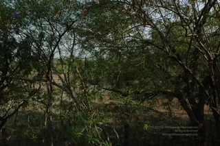 1978 - Tiruvannamalai - InnerGirivala