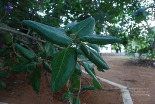 July 08 2010