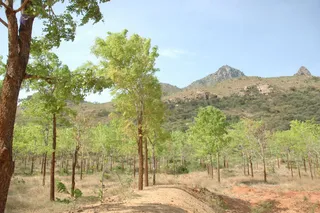 1978 - Tiruvannamalai - InnerGirivala