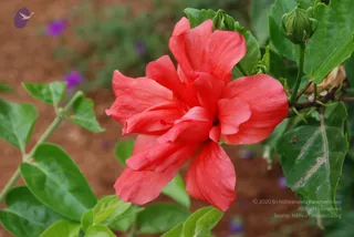 July 08 2010