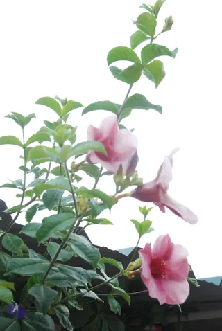 20100709 Photo 1284 1ICqTeKWFwFwh-4qyfQJ77v51XXxB1FMX.JPG