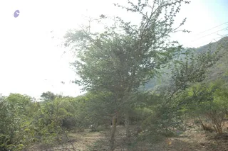 1978 - Tiruvannamalai - InnerGirivala