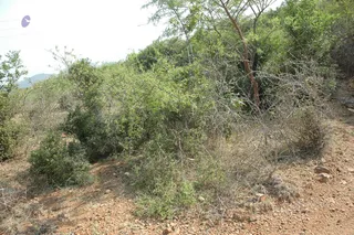 1978 - Tiruvannamalai - InnerGirivala