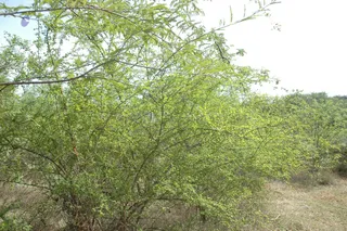 1978 - Tiruvannamalai - InnerGirivala