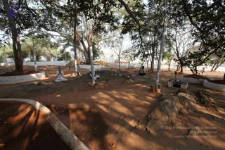 Banyan Tree