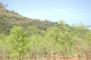 1978 - Tiruvannamalai - InnerGirivala