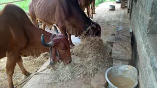 KAILASA HOSUR 2 AUGUST 2021