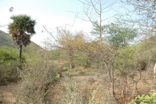 1978 - Tiruvannamalai - InnerGirivala