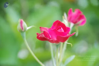 July 08 2010