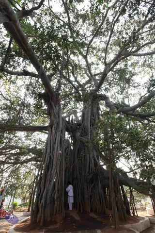 Banyan Tree