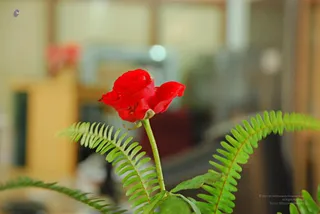 November 14 2008