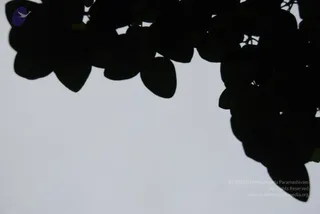 July 02 2010