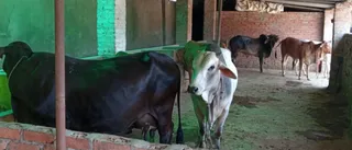 KASHI SARVAJNAPEETAM on 5/23/2022