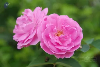 July 08 2010