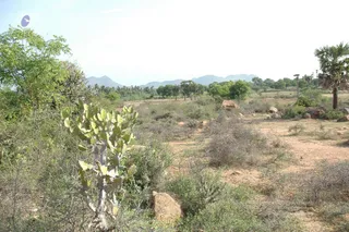 1978 - Tiruvannamalai - InnerGirivala