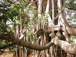 2004 - First Sannyas Deeksha At AdiKailaasa