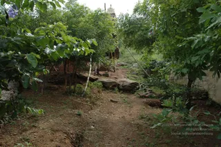 May 20 1989